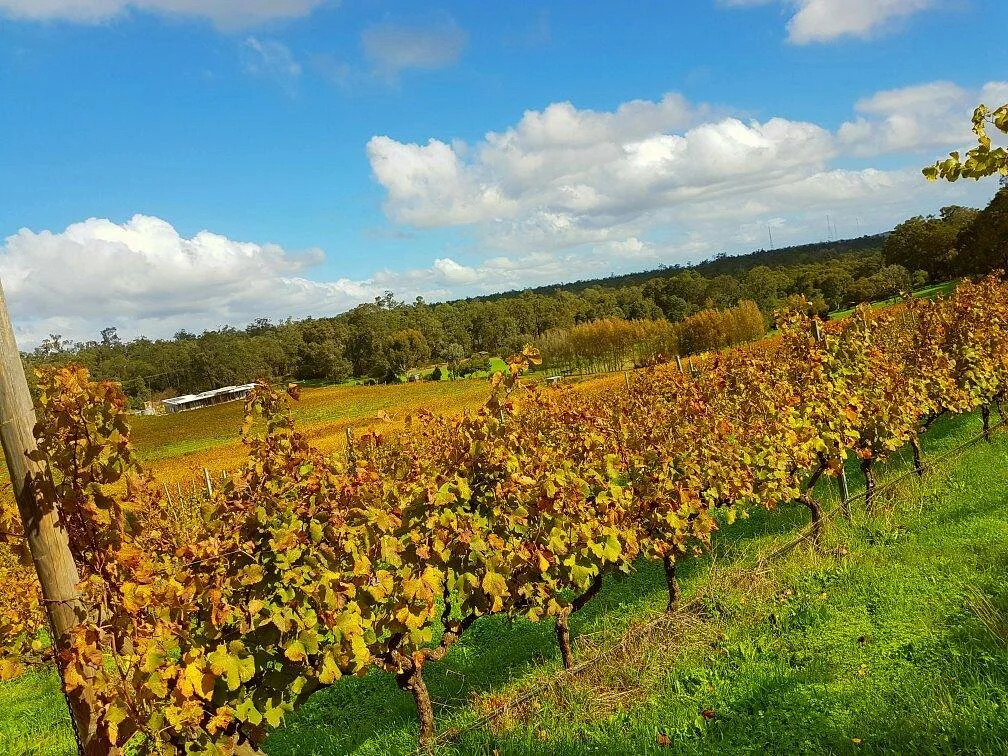 Hainault Vineyard