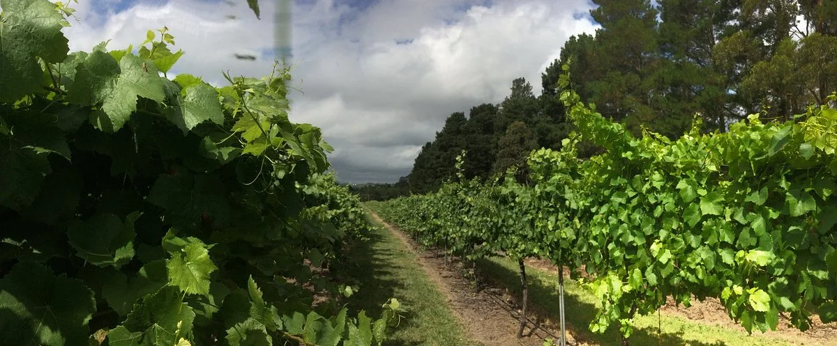 Marist Wines