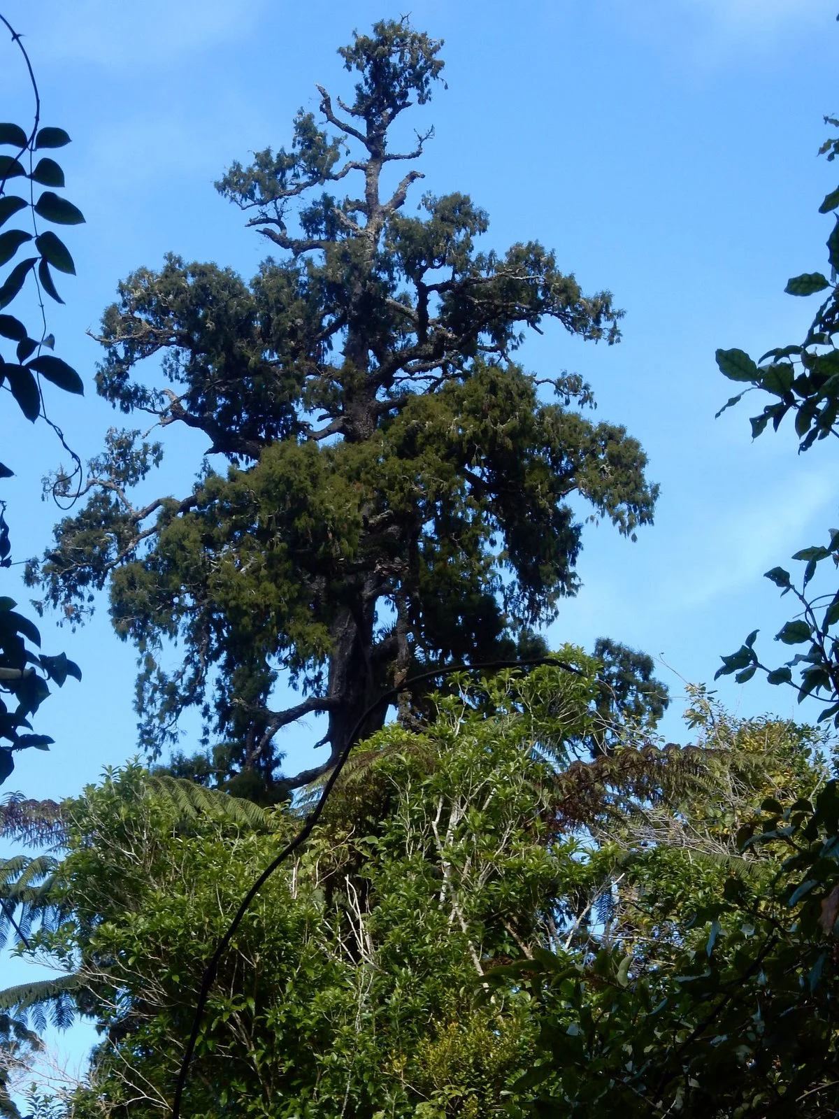 Big Rimu Tree