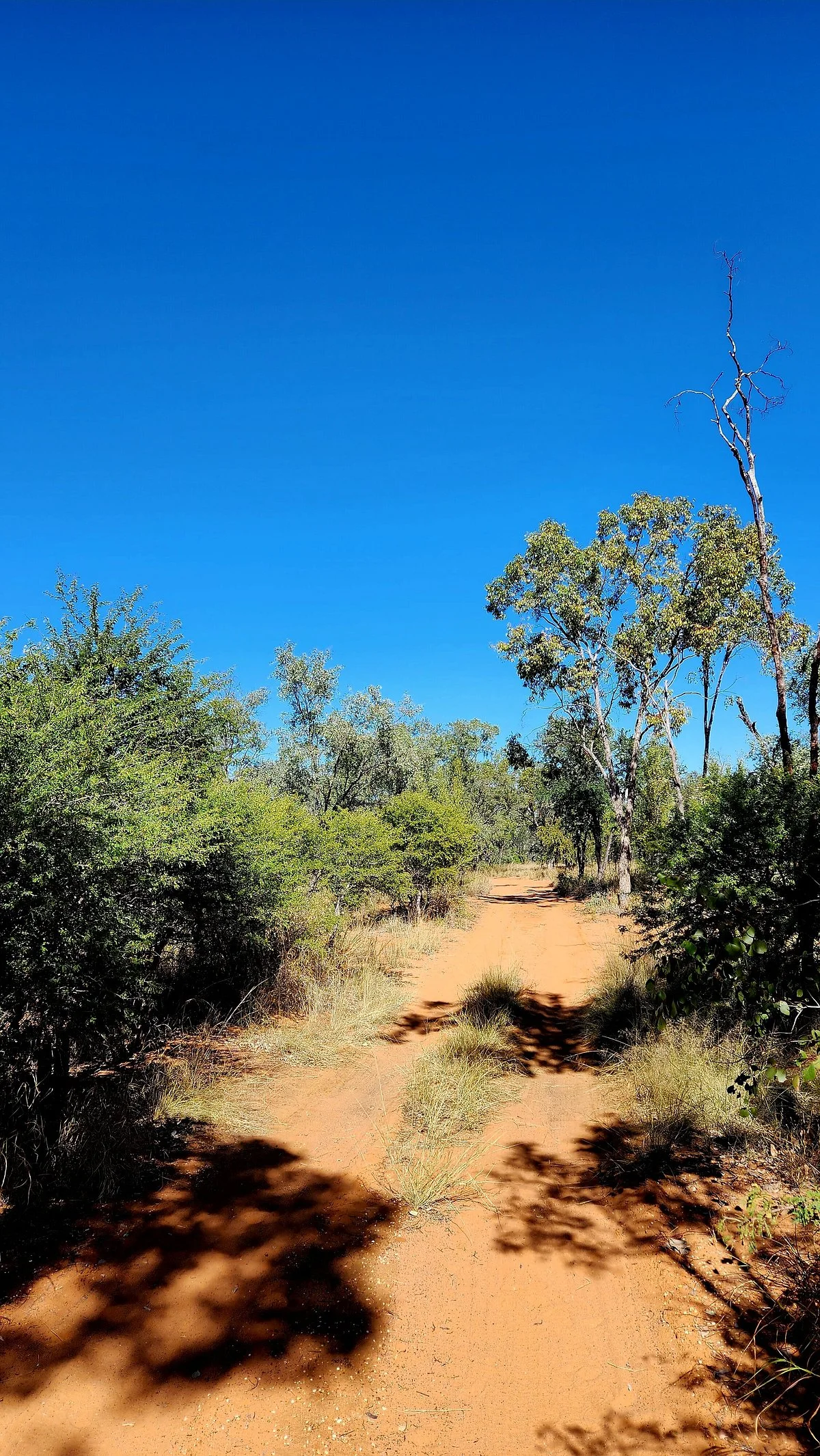 Barcaldine Botanical Walk