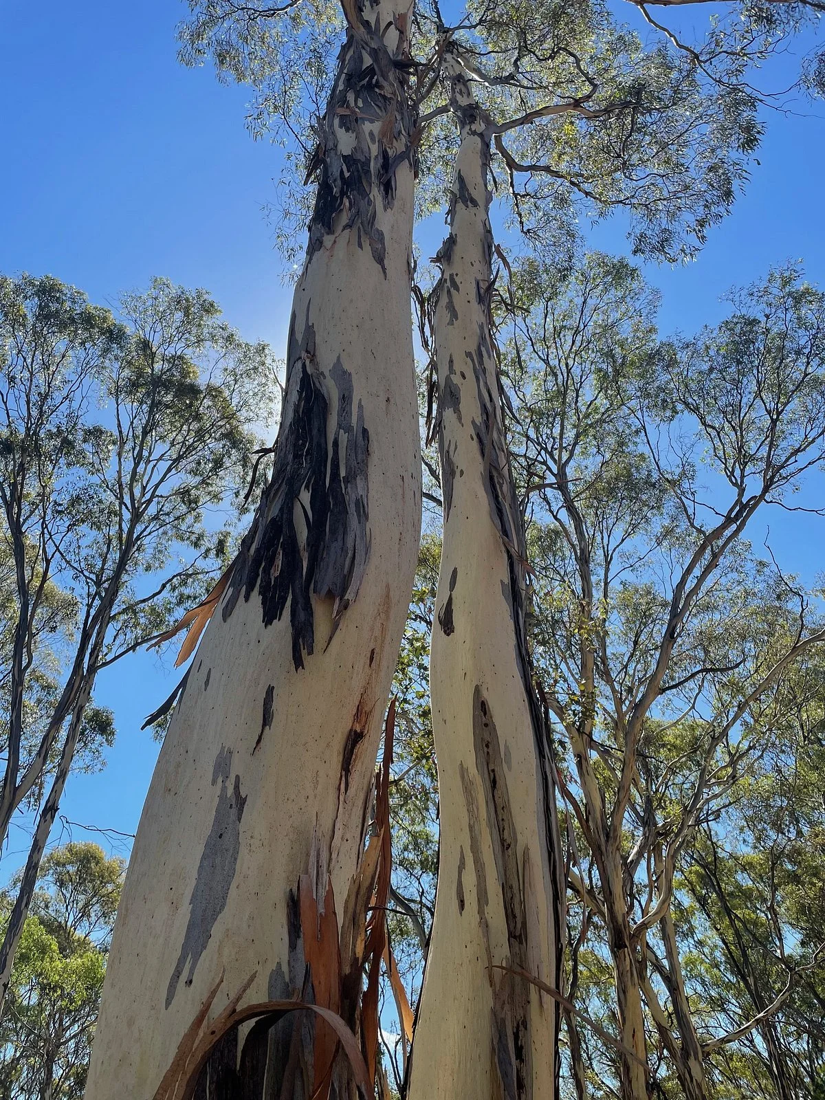 Heathcote-Graytown National Park