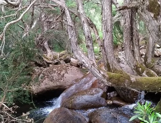 Merritts Nature Track