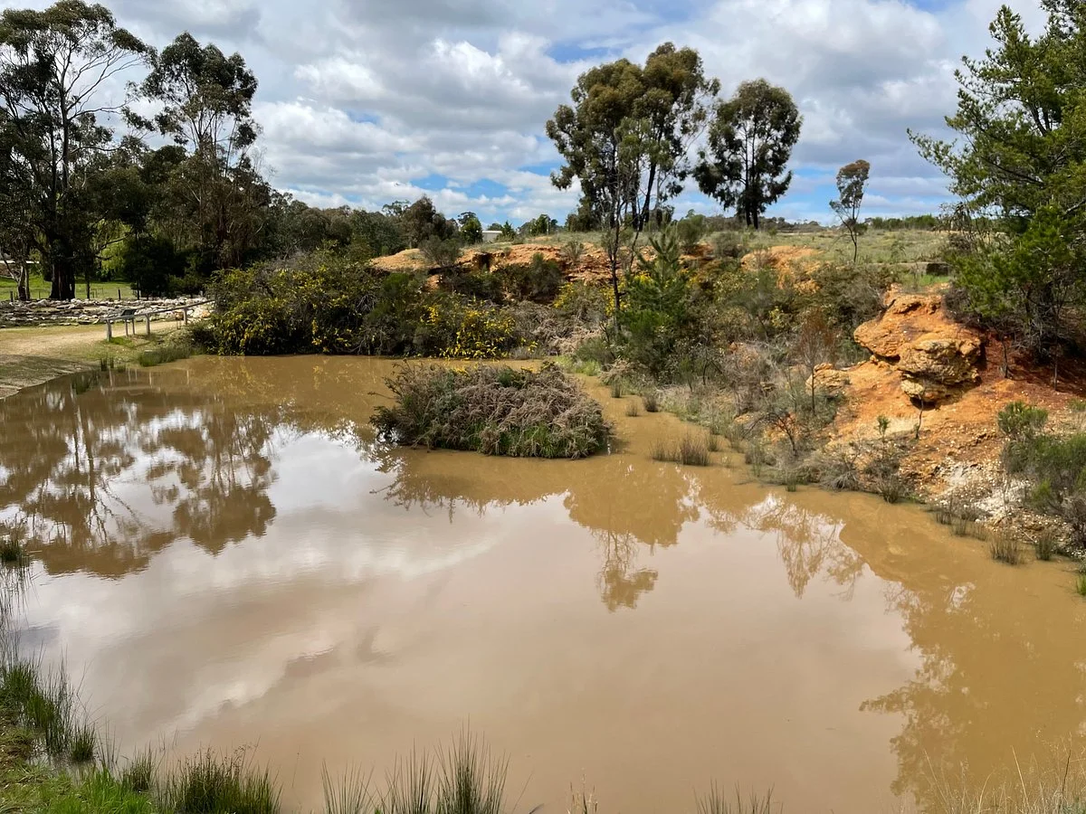 Forest Creek Historic Gold Diggins