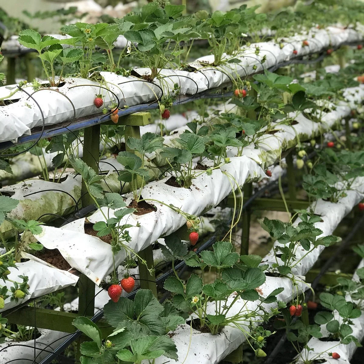Kok Lim Strawberry Farm