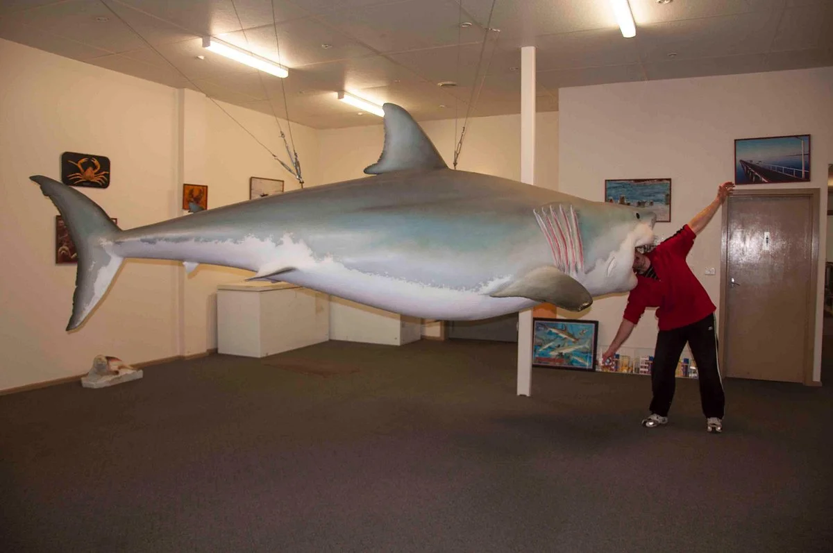 Great White Shark Replica