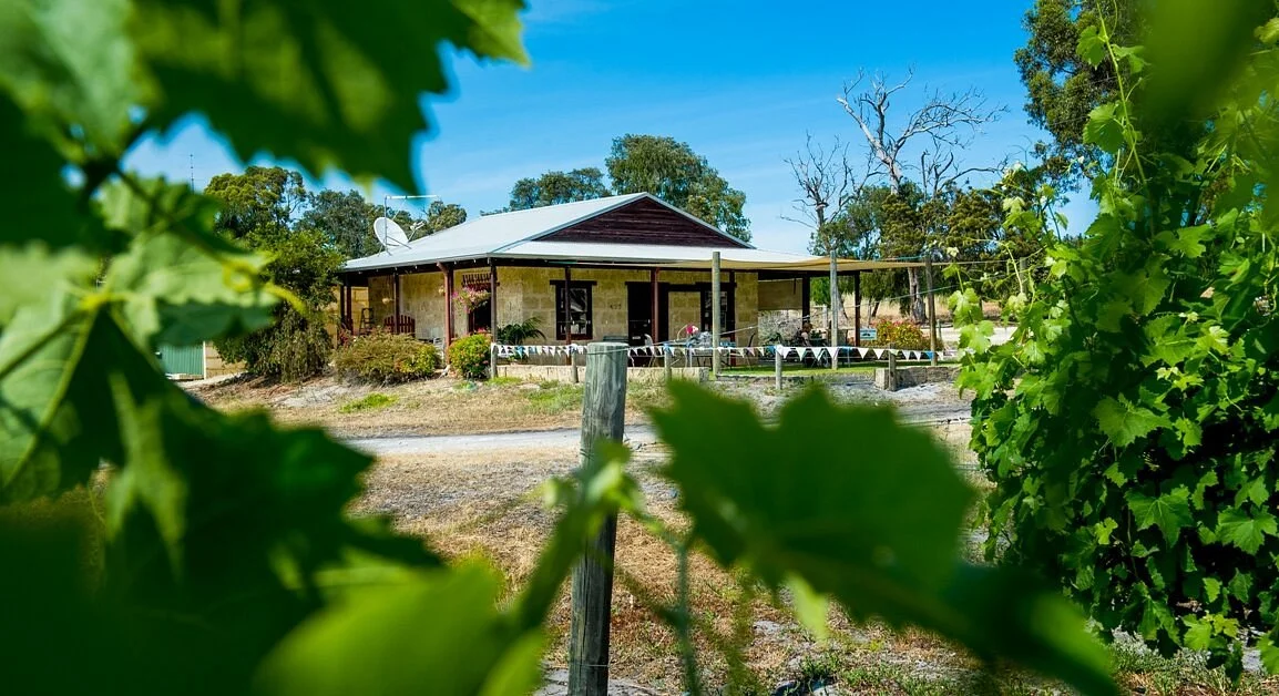 Vineyard 28