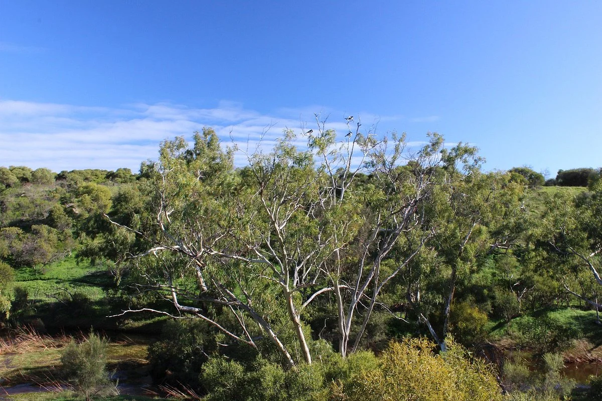 Chapman River Trail