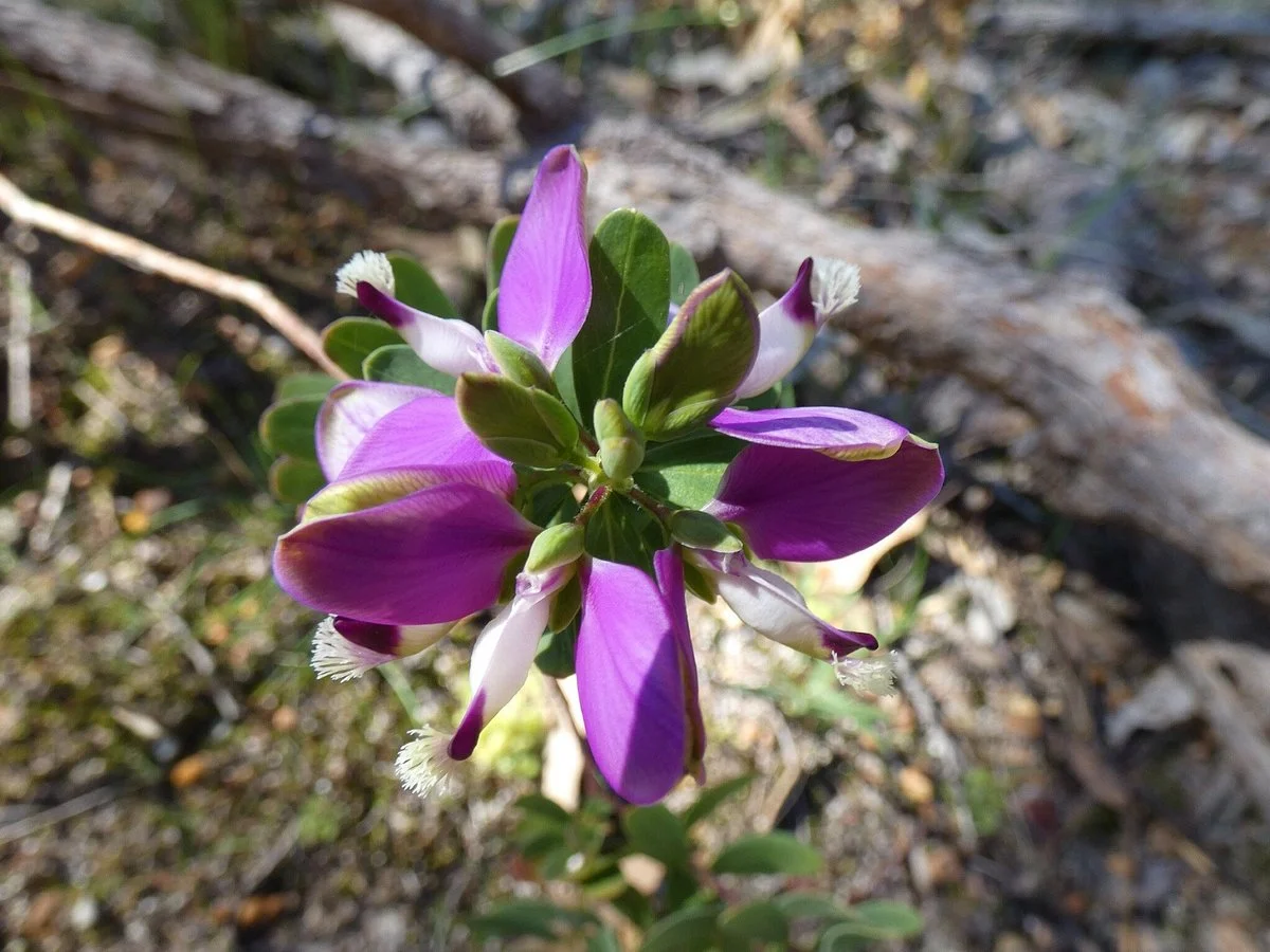 Frankland River Wildflower Walk