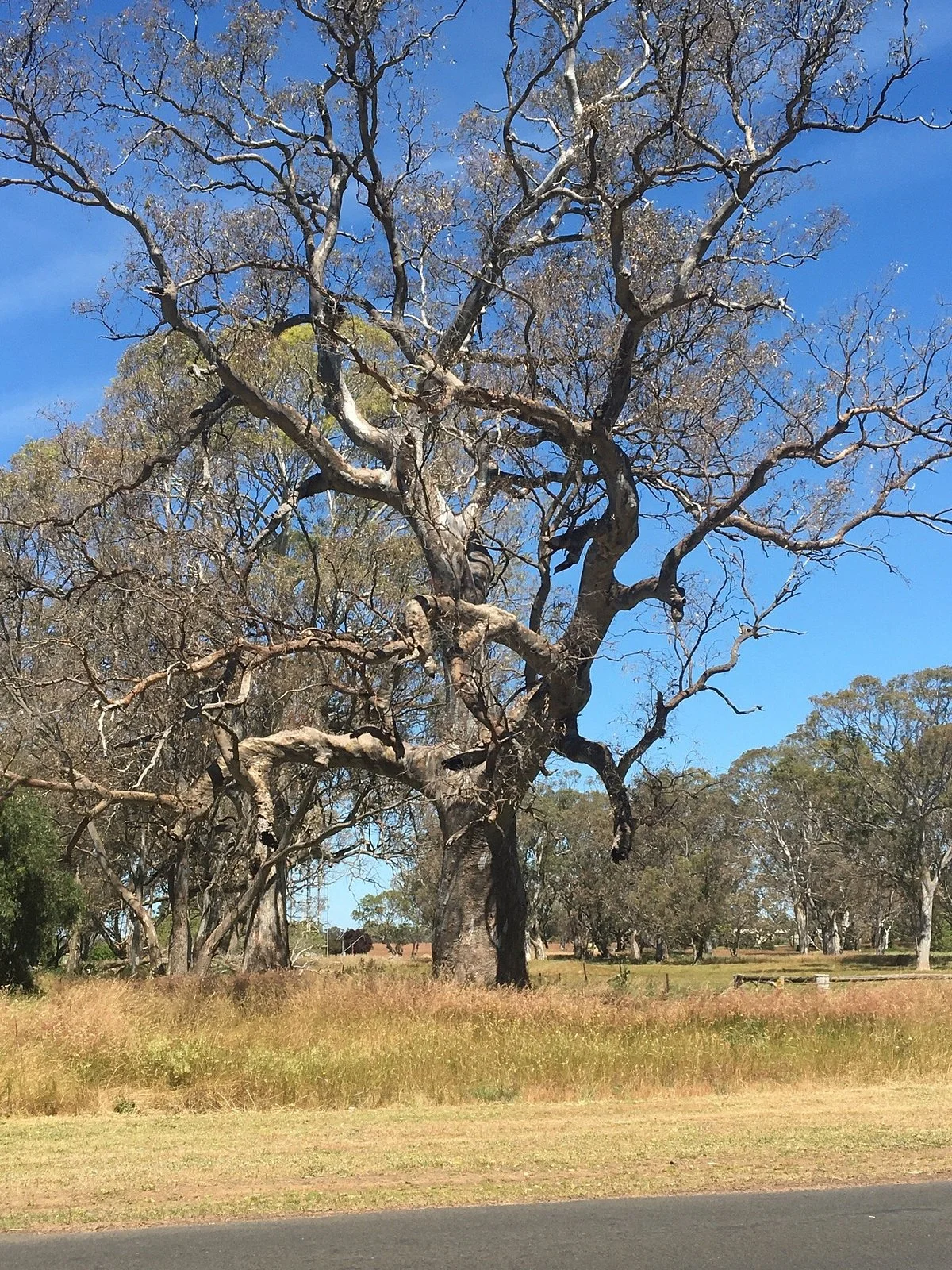 Apsley Bushland Reserve