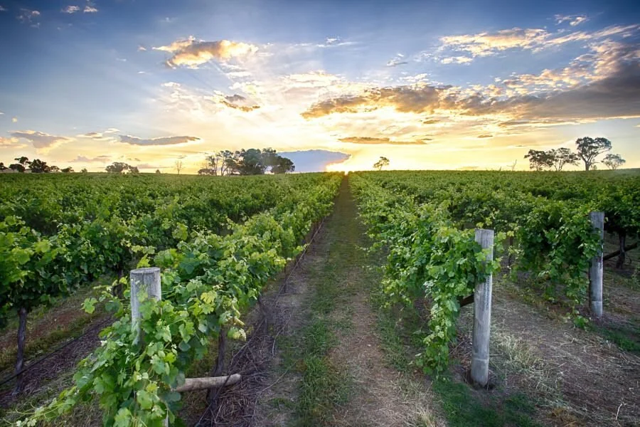 Long Rail Gully Wines