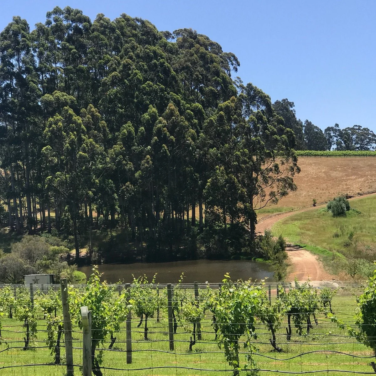 Rising Star Winery