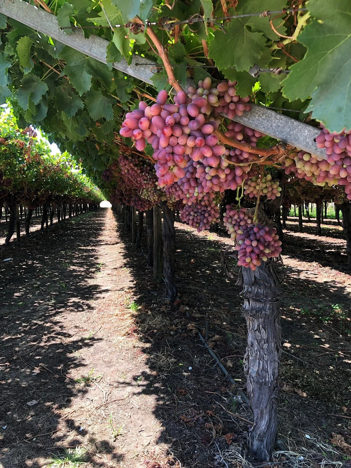Nuo’s Grapes