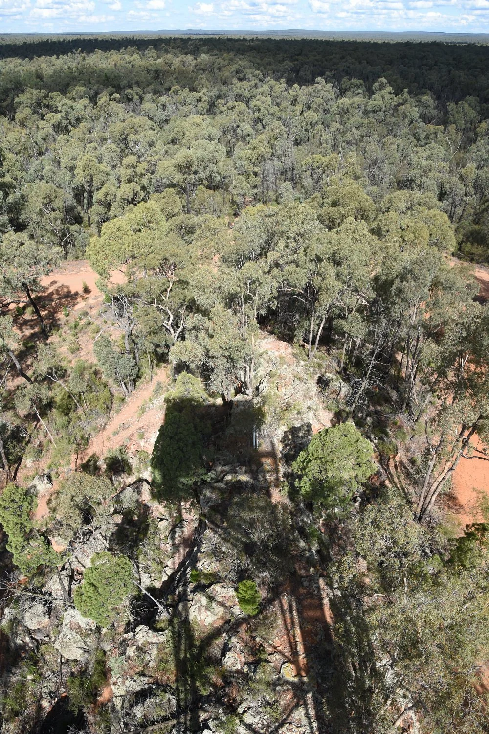 Pilliga National Park