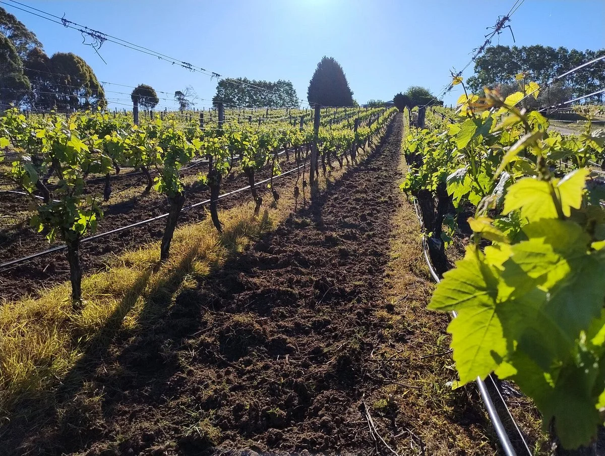 Brook Eden Vineyard