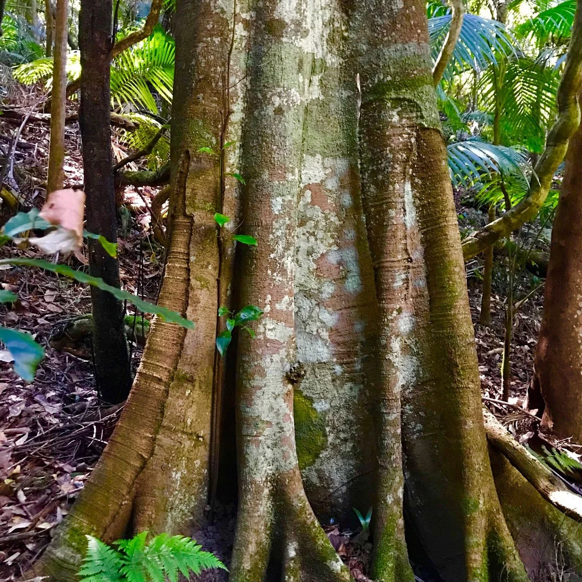 Katandra Reserve