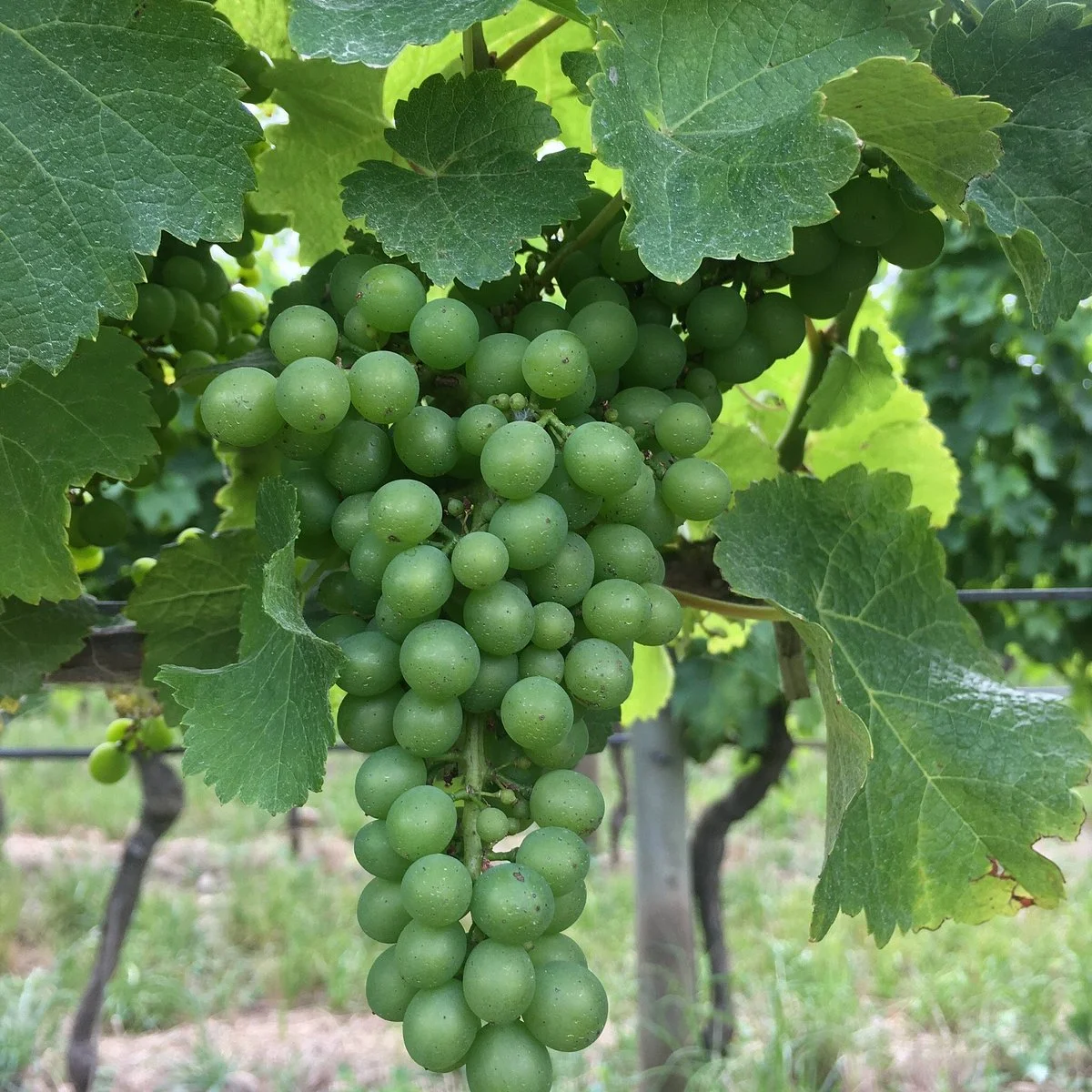 Johner Estate Winery