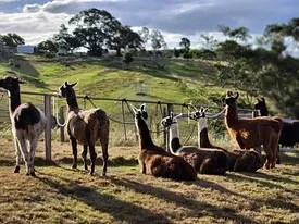 The Llama Farm