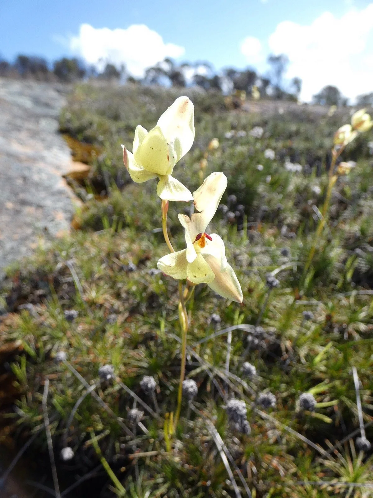 Bulgin Rock Reserve