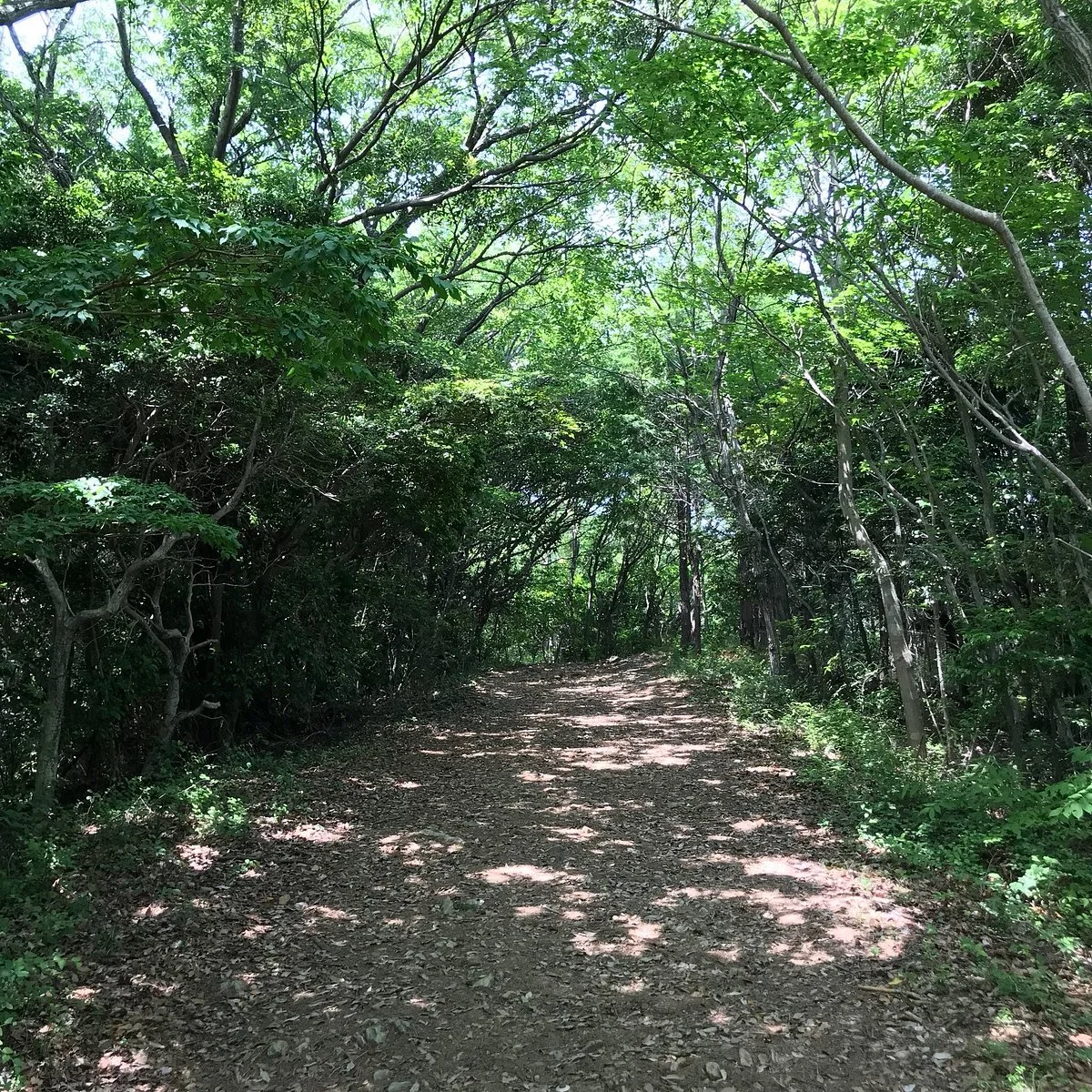 Mt. Tommaku