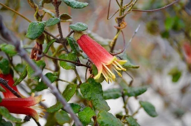 Kelvin Powrie Conservation Reserve