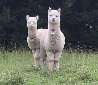 Storybook Alpacas