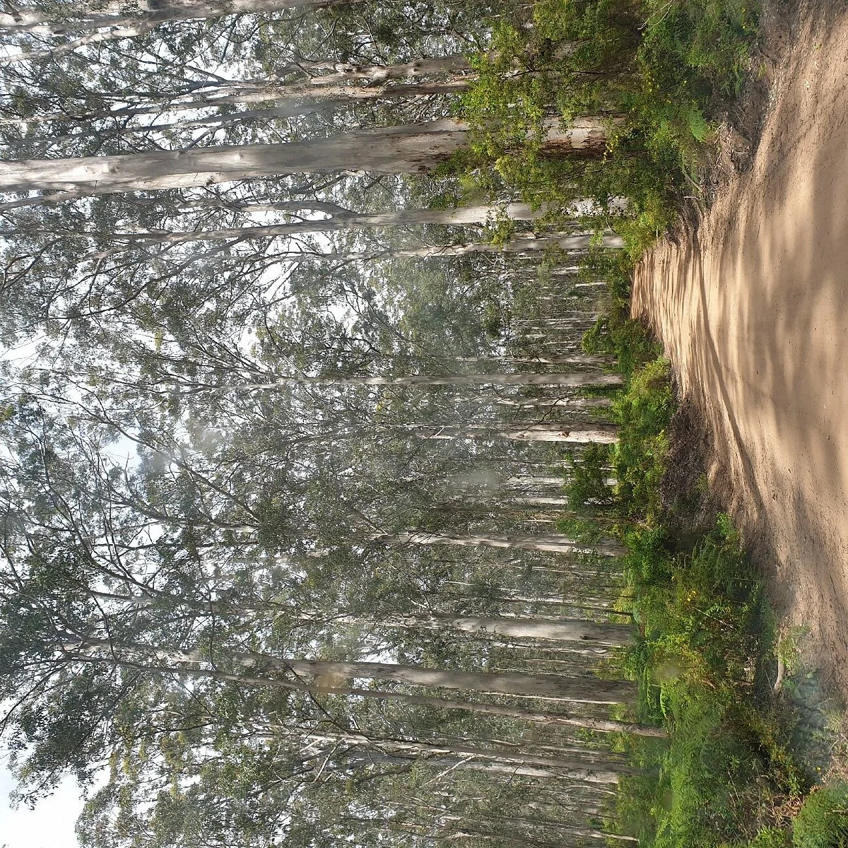 Bornanup Drive