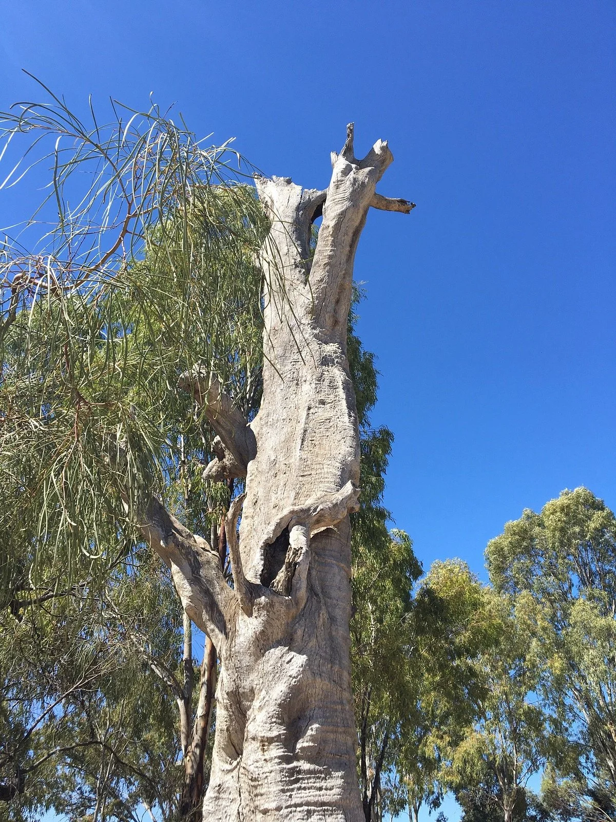 Canoe Tree