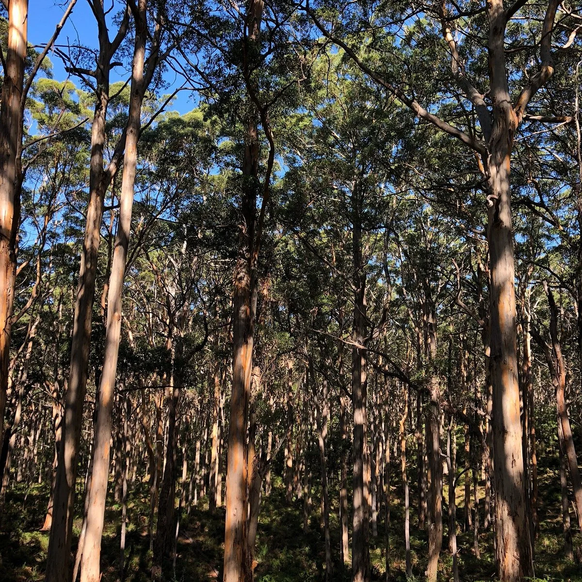 Forest Grove National Park
