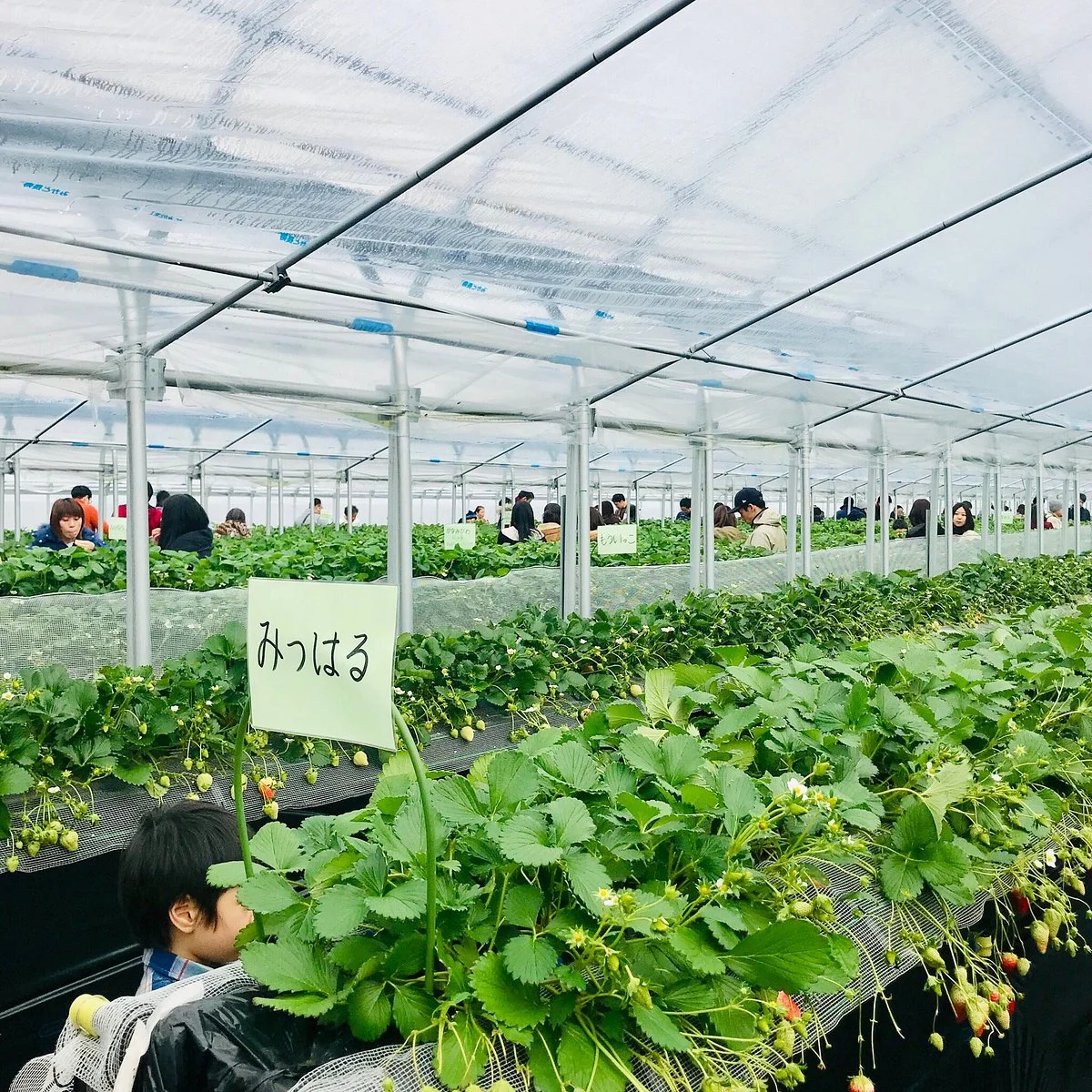 Aiba Strawberry Farm