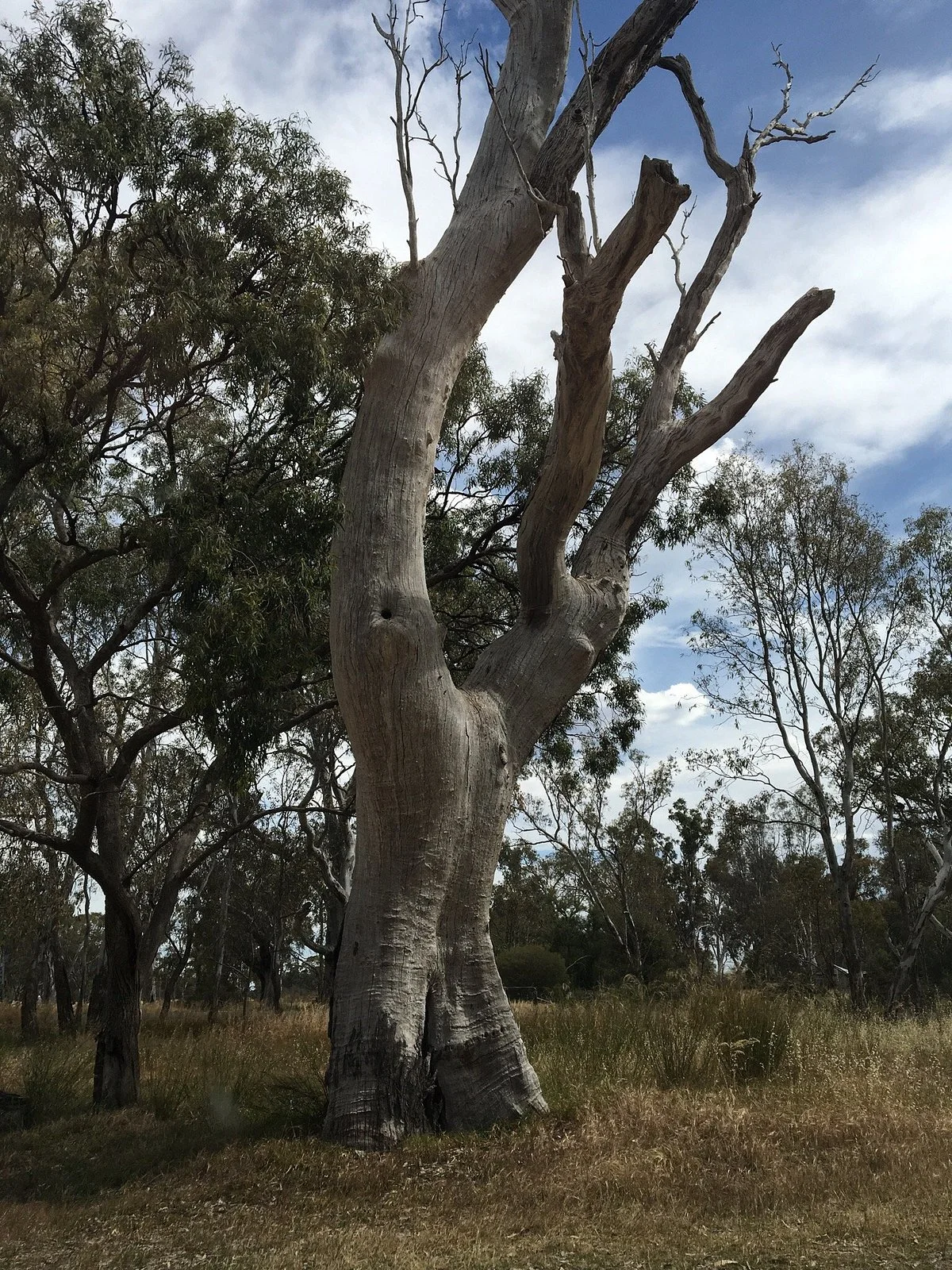 Snape Reserve