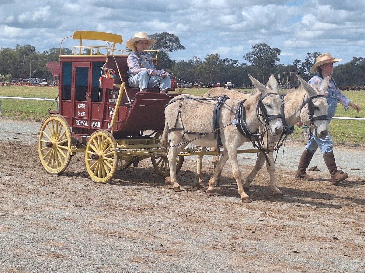 Barellan Working Clydesdale