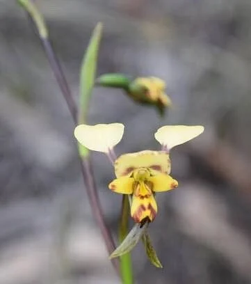 Weecurra State Forest