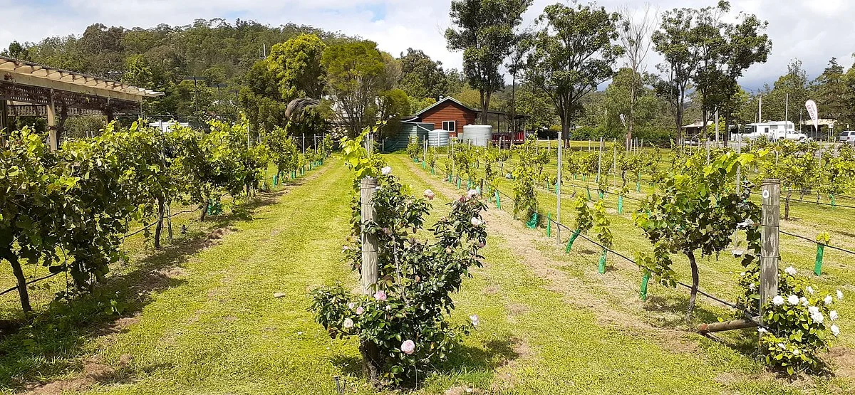 Wollombi Village Vineyard