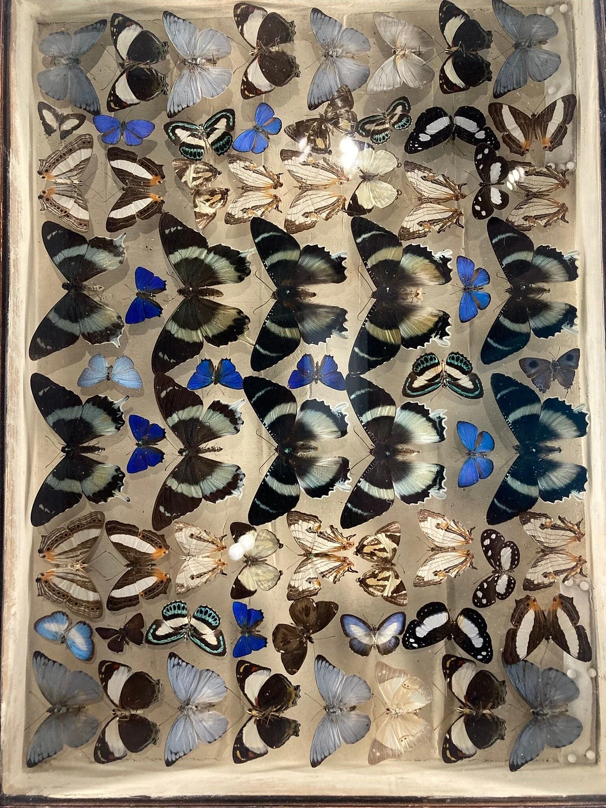 University of Queensland Zoology Museum
