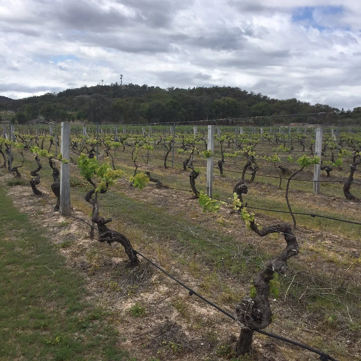 Bungawarra Wines