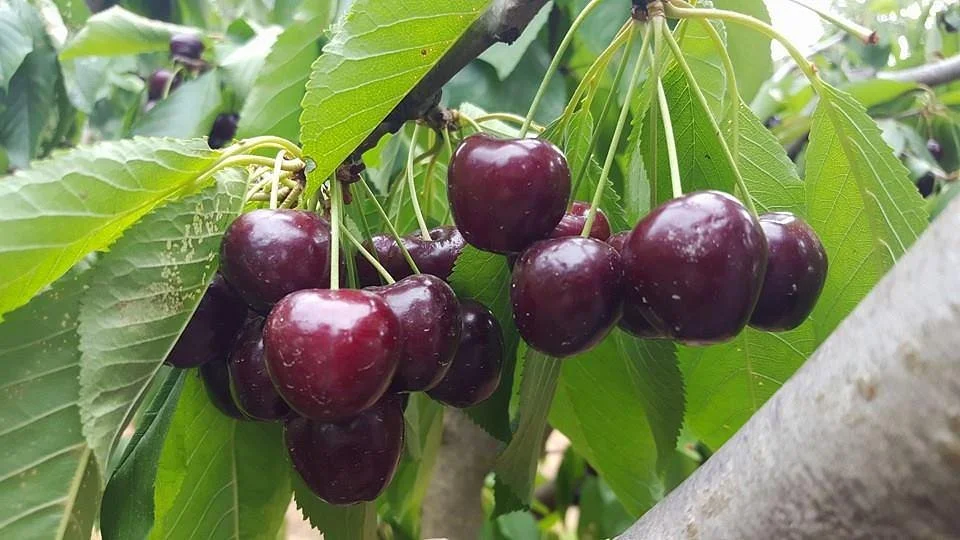 Stella Creek Cherry Orchard