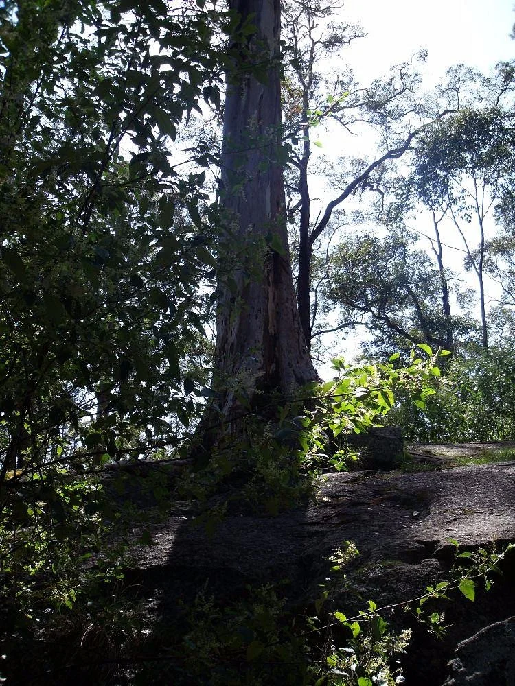 Tree In The Rock
