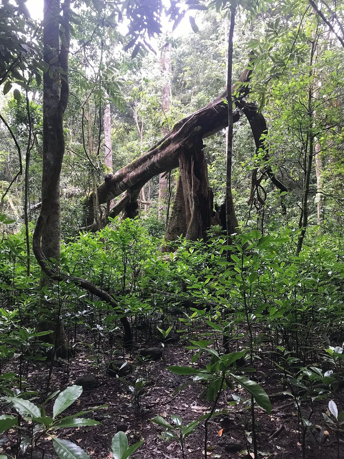 Wongabel State Forest