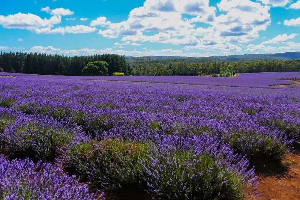 Herbicos Lavender Farm