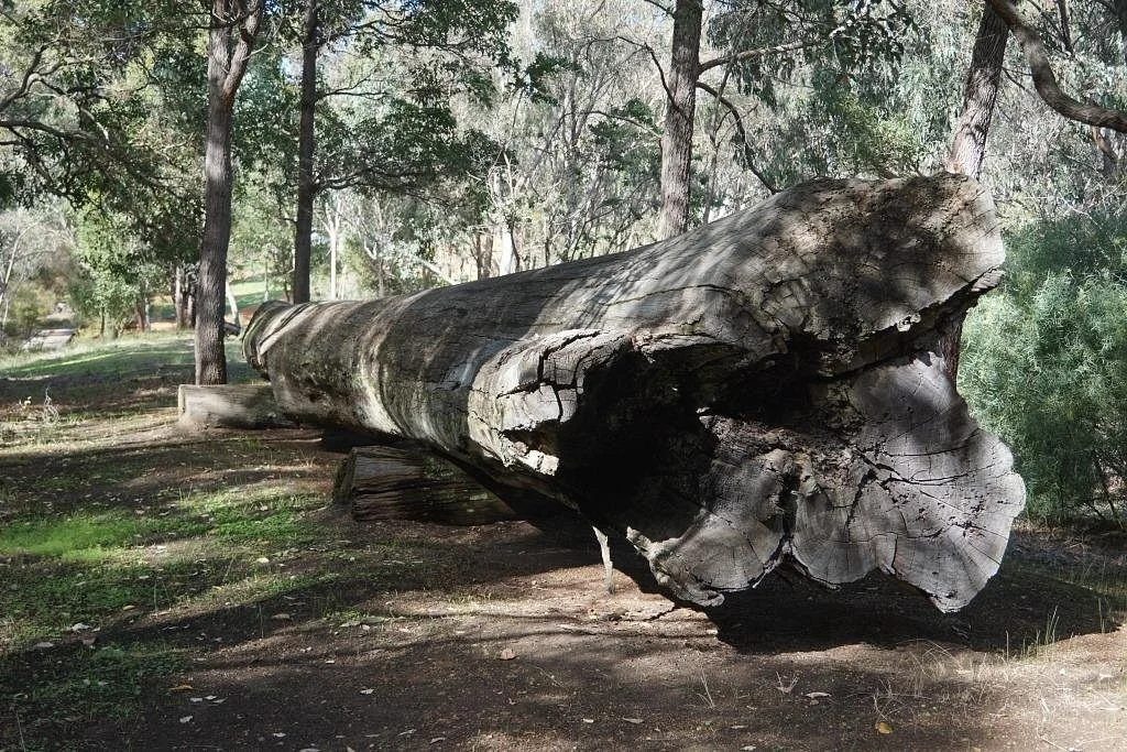 Centenary Log