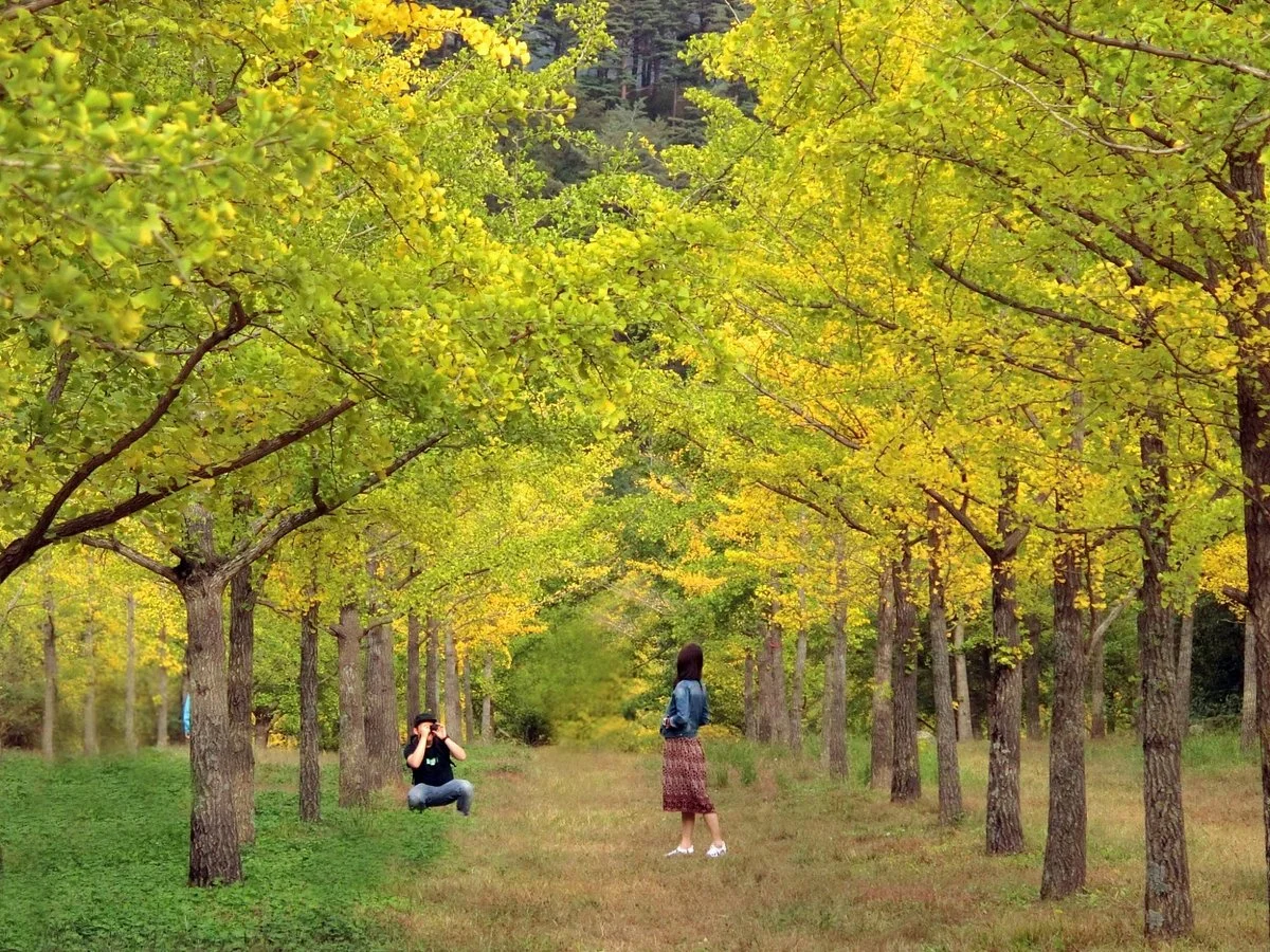 Hongcheon Ginkgo Forest