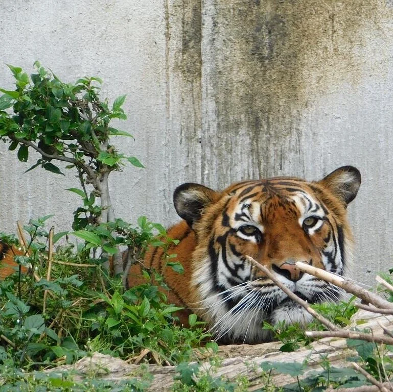 Hitachi City Kamine Zoo