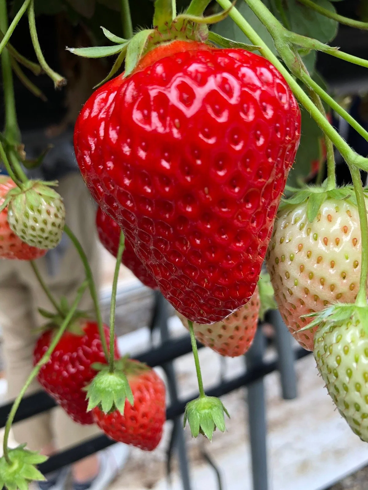 Kubota Strawberry Picking Garden