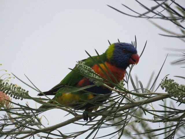Fine Feather Tours