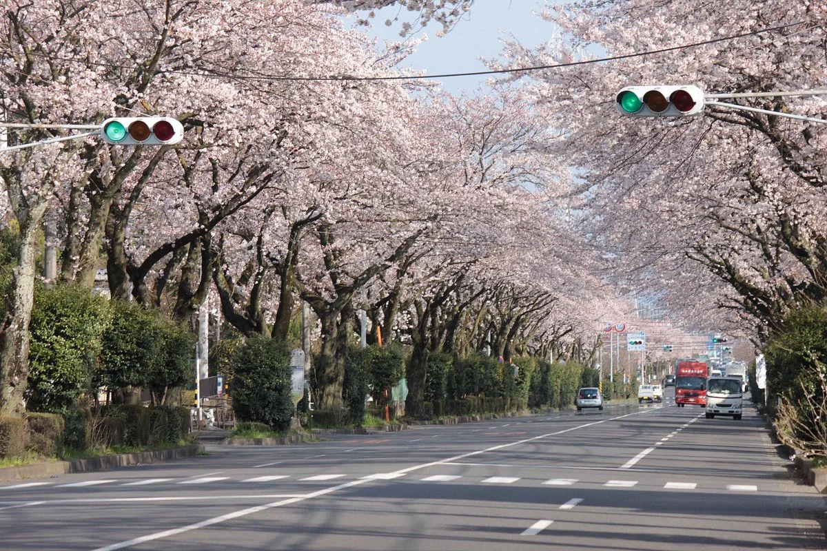 Hadano Sakura Michi