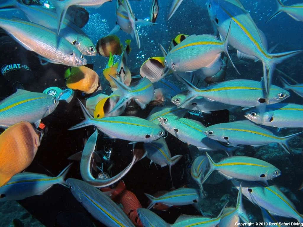 Reef Safari Fiji - Scuba Diving Day Trips