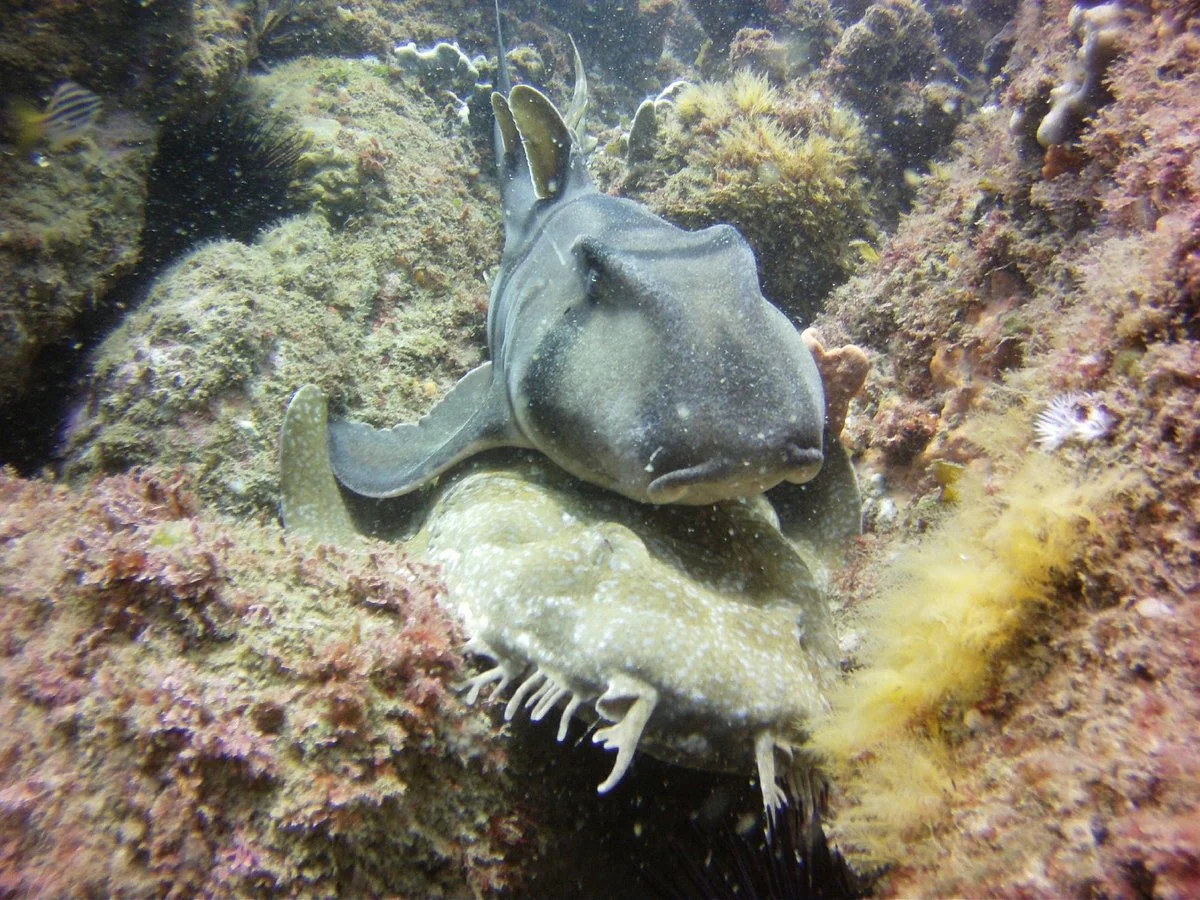 Forster Dive Centre