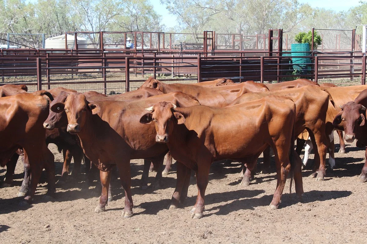 Barcaldine Tag Along Tours - Dunraven Station