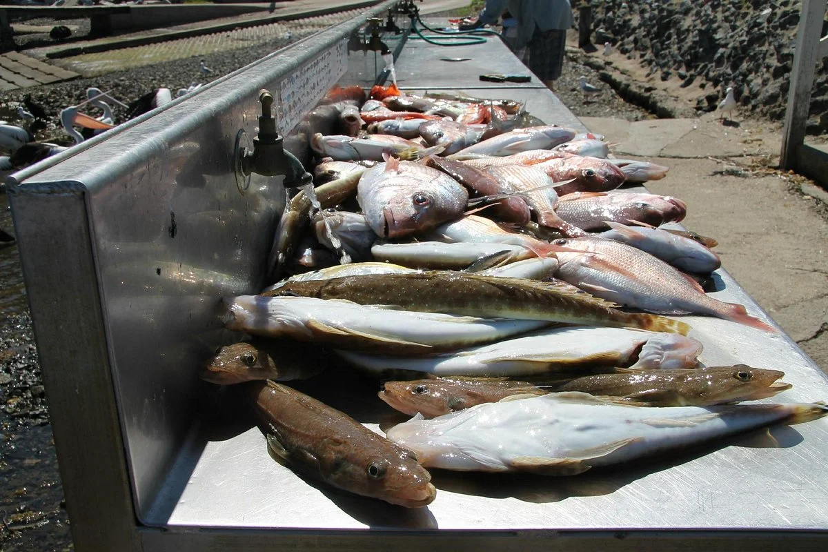 Narooma Fishing Charters