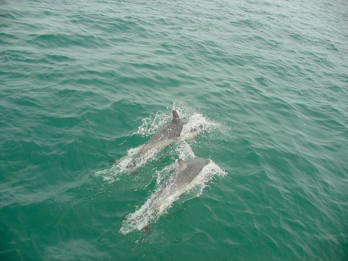 Dolphin Blue Tauranga